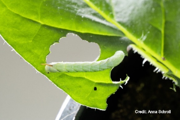 A close-up of a leaf
Description automatically generated with low confidence