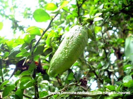 A picture containing tree, outdoor, green, fruit
Description automatically generated