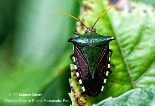 A black and white butterfly on a leaf Description automatically generated with low confidence