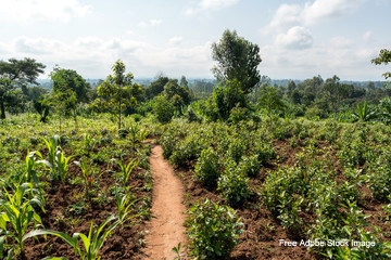 A dirt path through a plantation Description automatically generated with low confidence