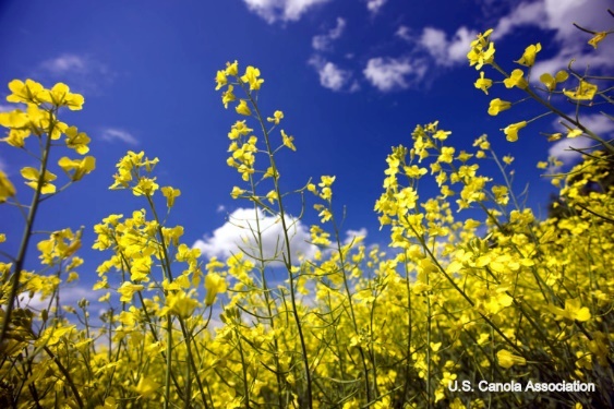 A field of yellow flowers Description automatically generated with low confidence