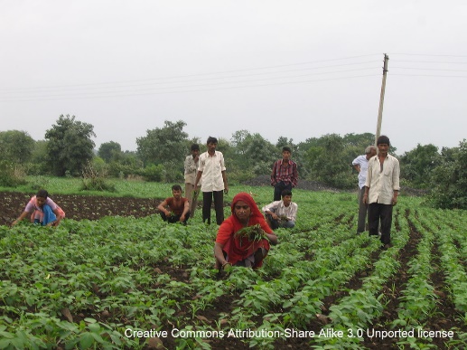 A group of people working in a field Description automatically generated