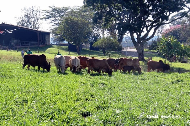 A herd of cows grazing in a field Description automatically generated with medium confidence