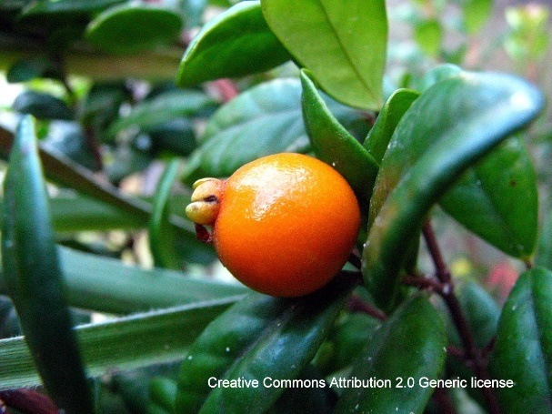 An orange on a tree Description automatically generated with medium confidence