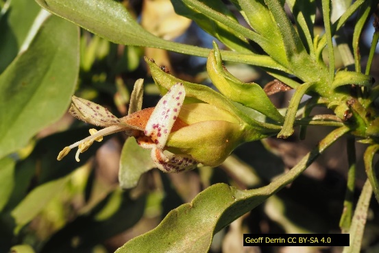 D:\GRSV Consultancy Service\AgriTech news\034_AgriTech\Eremophila galeata is a small shrub that grows in arid areas of Western Australia.jpg