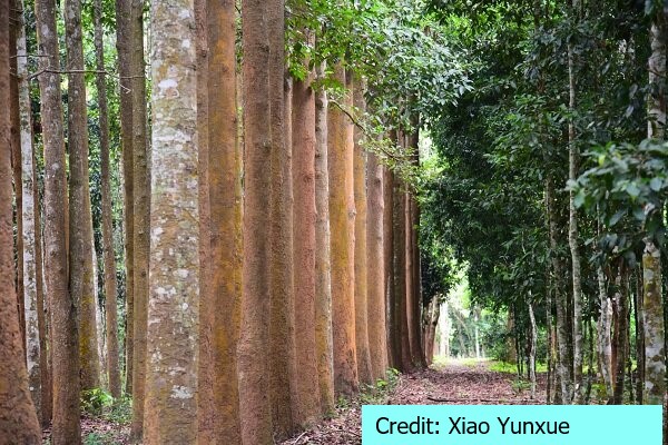D:\GRSV Consultancy Service\AgriTech news\034_AgriTech\Timber forest in Xishuangbanna Tropical Botanical Garden.jpg