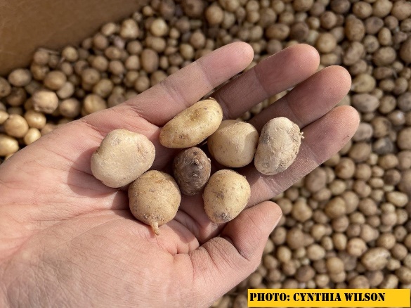 D:\GRSV Consultancy Service\AgriTech news\034_AgriTech\Four Corners potatoes harvested from plants grown by a potato cultivation partner in Tséyi, Arizona..jpg