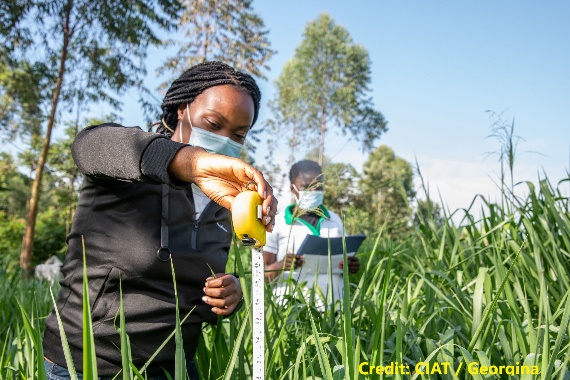 D:\GRSV Consultancy Service\AgriTech news\035_AgriTech\Measuring forage grasses in Kenya.jpg