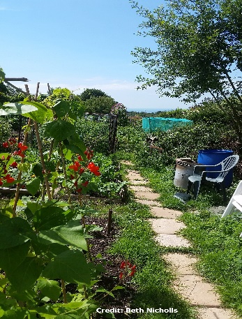 D:\GRSV Consultancy Service\AgriTech news\035_AgriTech\Roedale Valley allotment in Brighton, UK.jpg