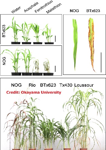 D:\GRSV Consultancy Service\AgriTech news\035_AgriTech\Sorghum_staying green genes.jpg