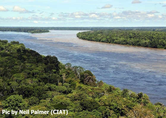 D:\GRSV Consultancy Service\AgriTech news\035_AgriTech\Amazon rainforest near Manaus.jpg