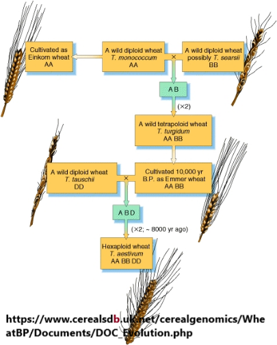 D:\GRSV Consultancy Service\AgriTech news\035_AgriTech\Evolution of hexaploid wheat.png