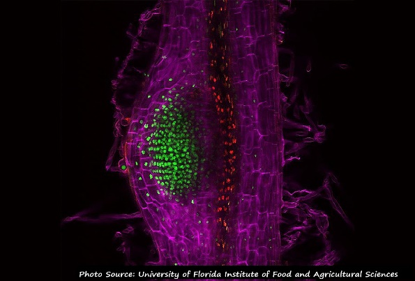 D:\GRSV Consultancy Service\AgriTech news\37_ATN\Cytokinin in Medicago.jpg