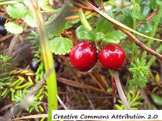 D:\GRSV Consultancy Service\AgriTech news\37_ATN\Cranberry Vaccinium oxycoccos.jpg