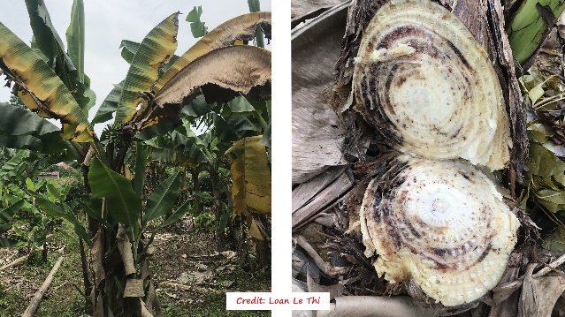 D:\GRSV Consultancy Service\AgriTech news\37_ATN\Fusarium infection on bananas in Viet Nam.jpg