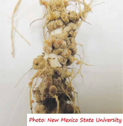 D:\GRSV Consultancy Service\AgriTech news\37_ATN\N fixing bacterial nodules on legumes.jpeg