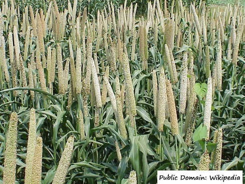 D:\GRSV Consultancy Service\AgriTech news\37_ATN\Pearl millet.jpg