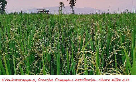 D:\GRSV Consultancy Service\AgriTech news\37_ATN\Rice_paddy_fields_at_Muddadapeta,_Amadalavalasa_Mandal.Srikakulam_district.jpg