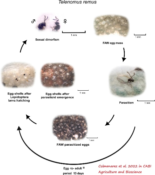 D:\GRSV Consultancy Service\AgriTech news\37_ATN\Telenomus remus life cycle on FAW eggs.jpg