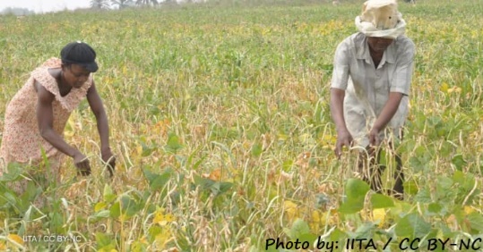 D:\GRSV Consultancy Service\AgriTech news\37_ATN\Technicians harvest improved and high yield cowpea pods at Ikene station, Nigeria.jpg