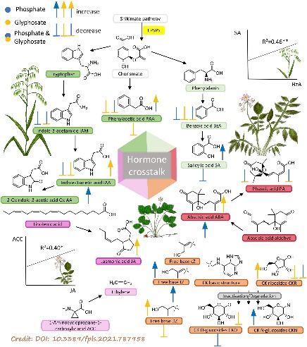 D:\GRSV Consultancy Service\AgriTech news\37_ATN_Teaser_26 Feb 2022\Phytohormone pools affected by GBH.jpg