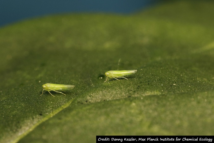 D:\GRSV Consultancy Service\AgriTech news\37_ATN_Teaser_26 Feb 2022\Leafhopper - Empoasca on a tobacco leaf.jpg