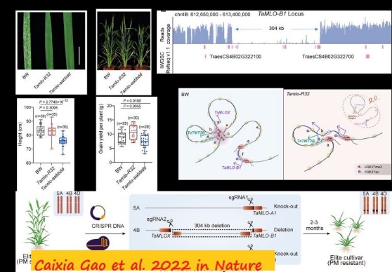 D:\GRSV Consultancy Service\AgriTech news\37_ATN_Teaser_26 Feb 2022\Leveraging-multiplex-genome-editing-to-create-disease-resistant-wheat.jpg