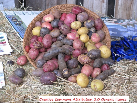 D:\GRSV Consultancy Service\AgriTech news\37_ATN_Teaser_26 Feb 2022\Papas_de_colores_de_Chiloe.jpg