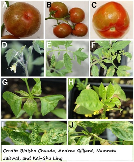 D:\GRSV Consultancy Service\AgriTech news\37_ATN_Teaser_26 Feb 2022\Typical symptoms of ToBRFV infection on tomato and pepper.jpg