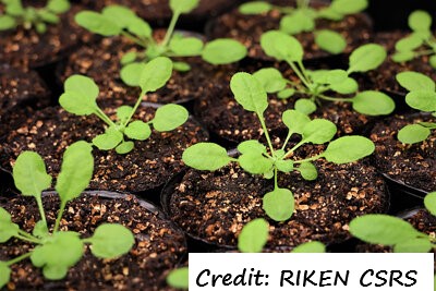 D:\GRSV Consultancy Service\AgriTech news\38_ATN\Arabidopsis plant was used by RIKEN to test hundreds of chemicals.jpg