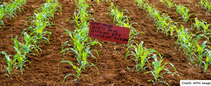 D:\GRSV Consultancy Service\AgriTech news\38_ATN\Application of fertilizers to maize crop in Kenya.jpg