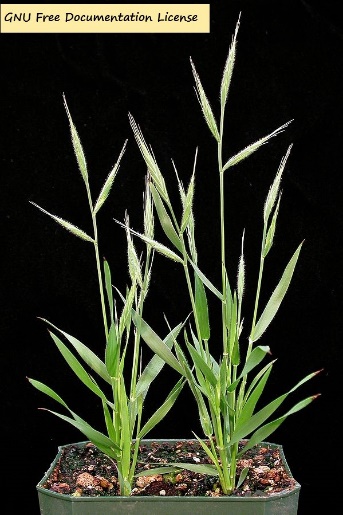 D:\GRSV Consultancy Service\AgriTech news\38_ATN\Brachypodium distachyon (L.) P.Beauv..jpg