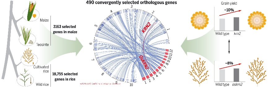 D:\GRSV Consultancy Service\AgriTech news\38_ATN\Convergently selected othologus genes.jpg