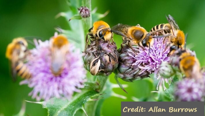 D:\GRSV Consultancy Service\AgriTech news\38_ATN\Ivy bees (Colletes hederae) visiting creeping thistle (Cirsium arvense).jpg