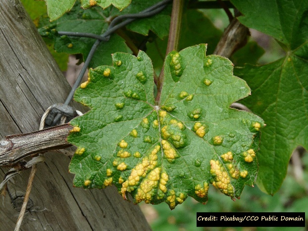 D:\GRSV Consultancy Service\AgriTech news\38_ATN\Leaf showing disease symptoms.jpg