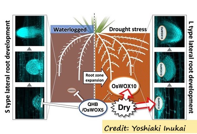 D:\GRSV Consultancy Service\AgriTech news\38_ATN\Regulatory mechanisms for S type and L type lateral root development.jpg