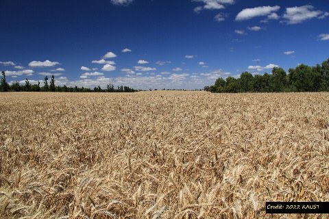 D:\GRSV Consultancy Service\AgriTech news\38_ATN\Wheat crop at KUST.jpg