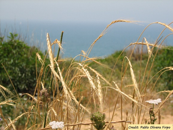 D:\GRSV Consultancy Service\AgriTech news\39_ATN\Aegilops sharonensis in its natural habitat.jpg