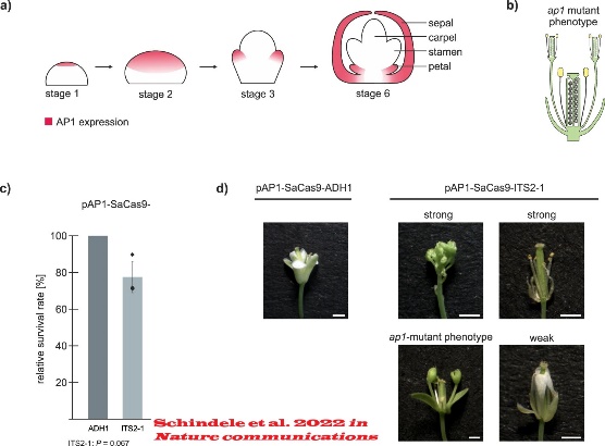 D:\GRSV Consultancy Service\AgriTech news\39_ATN\CRISPR-Kill and floral development.jpg