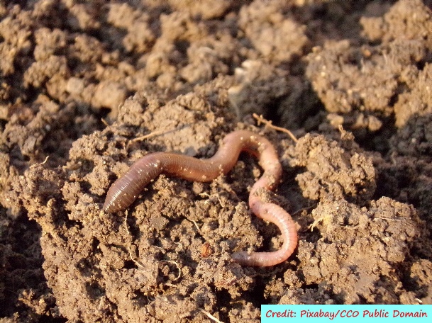 D:\GRSV Consultancy Service\AgriTech news\39_ATN\Earthworm.jpg