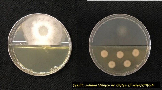 D:\GRSV Consultancy Service\AgriTech news\39_ATN\Fungal growth inhibited by the bacteria that produce the VOCs.jpg