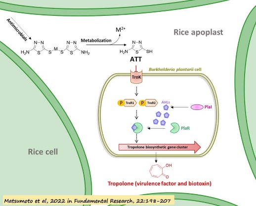 D:\GRSV Consultancy Service\AgriTech news\39_ATN\Graphic abstract of rice virulence factor.jpg