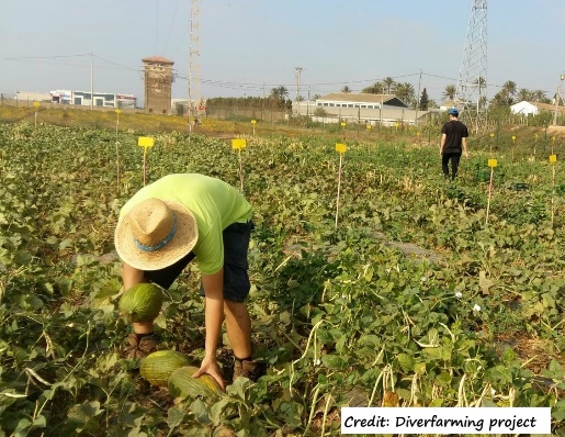 D:\GRSV Consultancy Service\AgriTech news\39_ATN\Harvesting melon in the diversified cropping.jpg