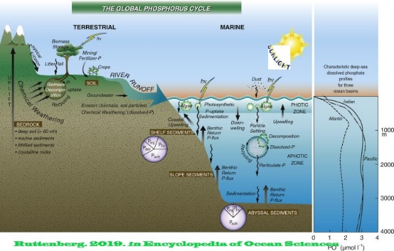 D:\GRSV Consultancy Service\AgriTech news\39_ATN\Phosphorpus cycle.jpg