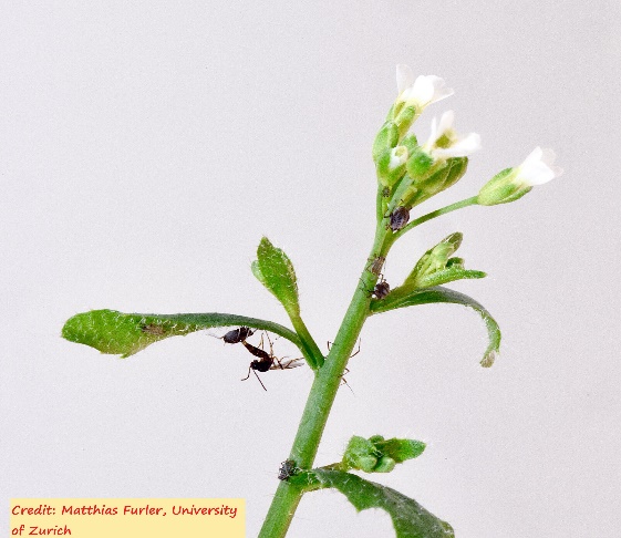 D:\GRSV Consultancy Service\AgriTech news\39_ATN\Plants with a non-functional AOP2 gene foster the coexistence of aphids and the aphids' natural enemy, a parasitoid wasp.jpg