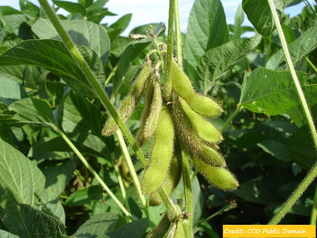 D:\GRSV Consultancy Service\AgriTech news\39_ATN\Soybean.jpg