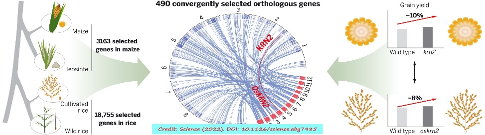 D:\GRSV Consultancy Service\AgriTech news\39_ATN\Shared selected orthologous genes in maize and rice for convergent phenotypic shifts during domestication and improvement.jpg