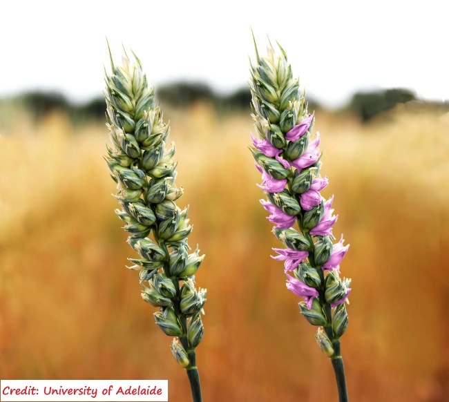 A close-up of a flower Description automatically generated with medium confidence