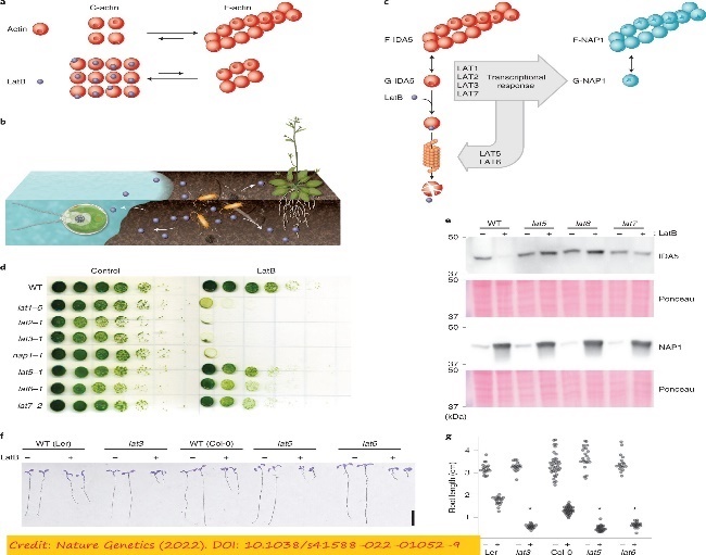 A picture containing diagram Description automatically generated