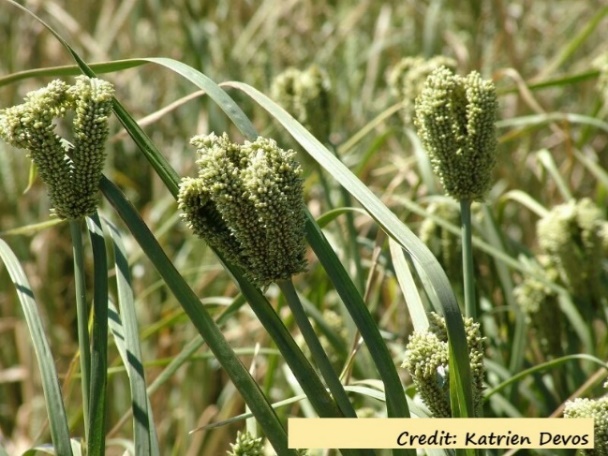 Close up of a plant Description automatically generated with low confidence